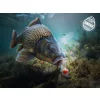 Delphin D Snax Shell 8mm Mangó - Barack Oldódó Wafters 30gr