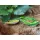 Rapture Dancer Frog 5,5cm 14gr Kraut Frosch Imitation