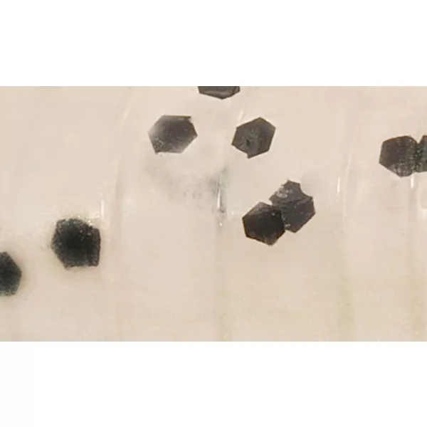 Rapture ULC Dragonfly Nymph 4,2cm 1gr Pearl Blue Weichgummiköder 8 Stück