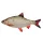 FISCHKISSEN ROTAUGE