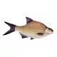 Fischkissen Brasse 70Cm