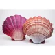 EnergoTeam The Scallop Orange 45cm Fischkissen