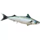 EnergoTeam The Atlantic Mackerel 60cm Fischkissen