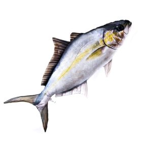 EnergoTeam The Amberjack 105cm Fischkissen
