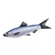 EnergoTeam The Herrings-Sardines 60cm Fischkissen