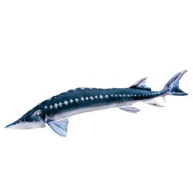 EnergoTeam The European Sturgeon 36cm Fischkissen
