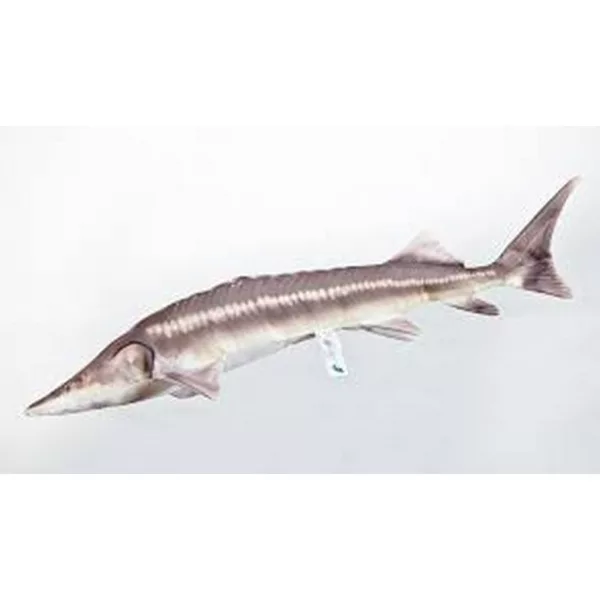 EnergoTeam The Sterlet Sturgeon New 60cm Fischkissen