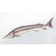 EnergoTeam The Sterlet Sturgeon New 60cm Fischkissen