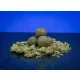 BaitBait Mentor 24mm Konservierter Boilie 1kg
