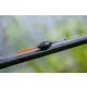 Guru Skimmer Wire 4gr Wettkampfschwimmer