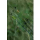 Guru Fibreglass Quiver Feeder Rute - 1,0 oz