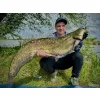 Haldorádó Catfish Rig 8 Köderring-Vorfach für lebende Köderfische zum Welsangeln 100cm