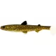 WESTIN HypoTeez Shadtail 11,5cm 11g Natural Pike 2 Stück Plastikköder