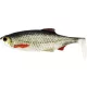 WESTIN Ricky the Roach Shadtail 10cm 14g Real Roach Box mit 30 Stk. Kunststoffköder