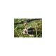 Prowess Wildrunner 6006 Boilie Rolle