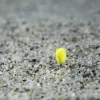 Stég Upters Mais Wafter Chili-Pfirsich 10mm 10 Stück